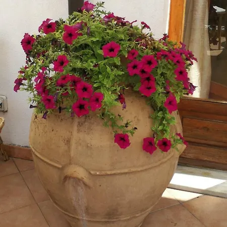 Il Sogno Di Vincenzo E Maria *